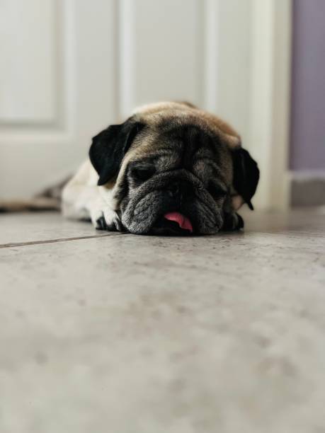 istock Pug waiting for his ￼owner to wake up 1414761267