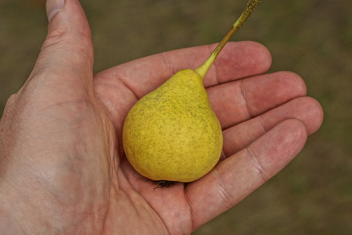 one yellow ripe pear lies on an open palm on a hand