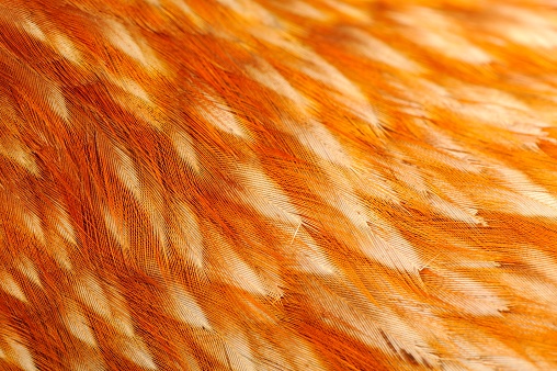 Red chicken bird feathers macro