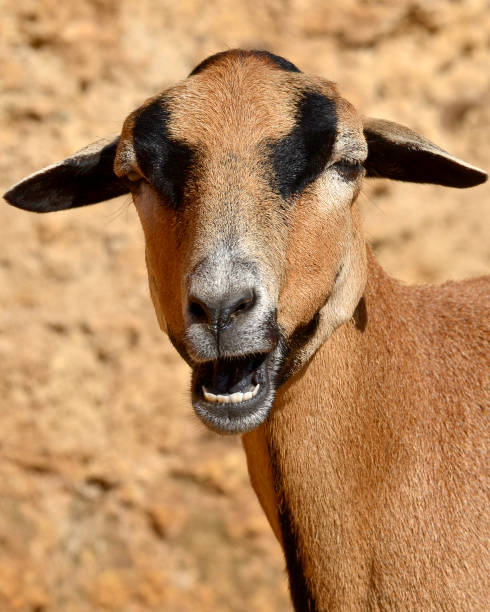 istock Portrait sheep of Cameroon 1414763900