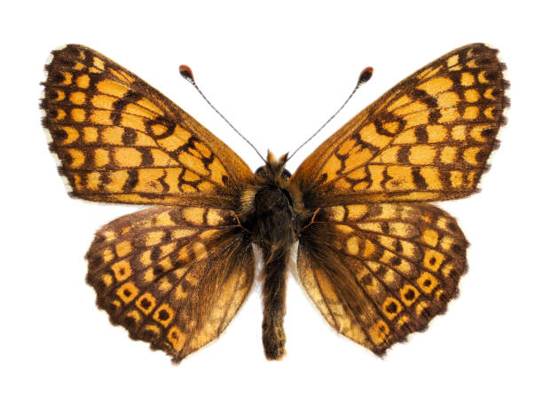istock Glanville fritillary butterfly isolated on white background 1414763904