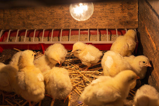 Broiler chickens sit in a box with a light bulb