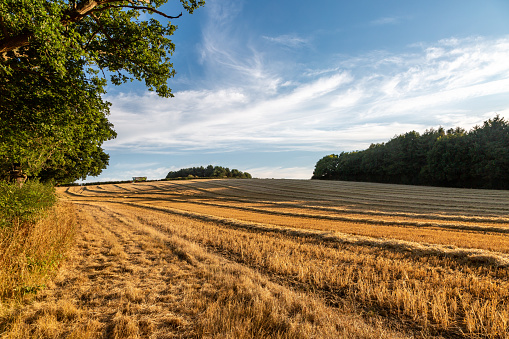 Farmland in rural Sussex on a sunny summer's evening, with freshly cut cereal crops laying in rows