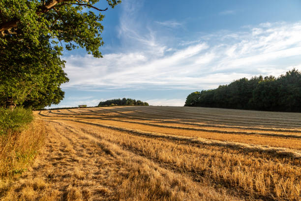 Rows of newly cut cereal plants in a field in Sussex, on a sunny summer's day Farmland in rural Sussex on a sunny summer's evening, with freshly cut cereal crops laying in rows stubble stock pictures, royalty-free photos & images