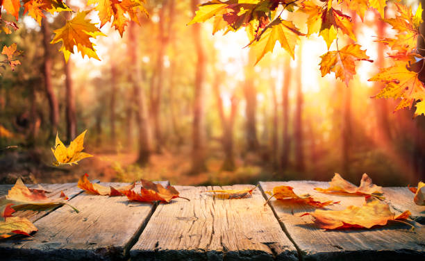 Autumn Table - Orange Leaves And Wooden Plank At Sunset In Forest stock photo