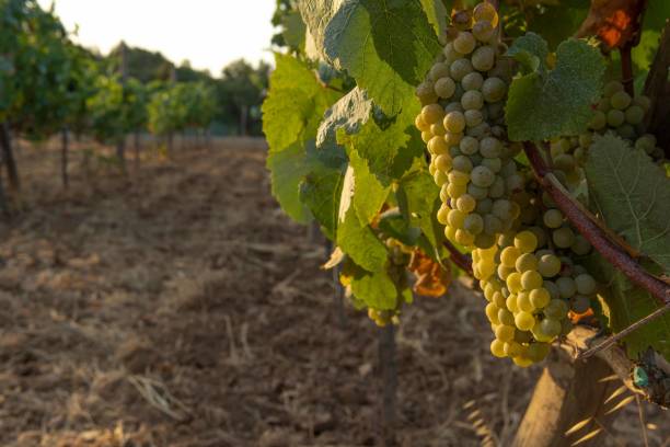 istock Vineyards vines with green grapes 1414766277