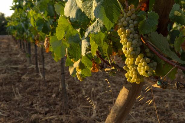 istock Vineyards vines with green grapes 1414766278