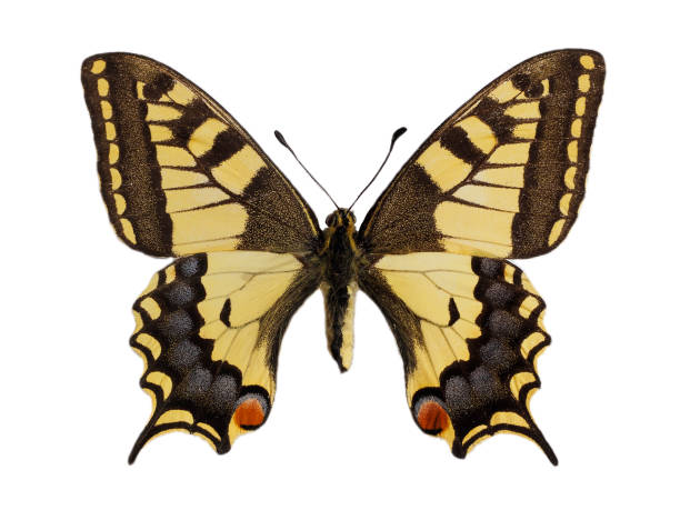 istock Isolated old world swallowtail butterfly 1414766569