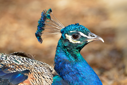 Portrait of Indian Peafowl (Pavo cristatus) seen from profile