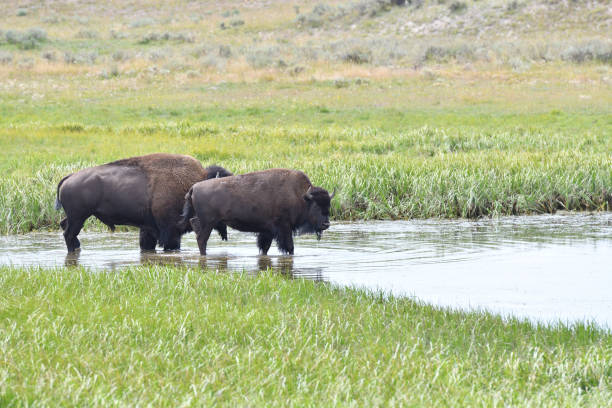 istock Mighty Bison at Yellowstone National Park USA 1414767657
