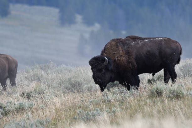 istock Mighty Bison at Yellowstone National Park USA 1414767799