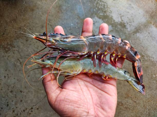 istock Big tiger prawn in hand in nice blur background HD 1414768614