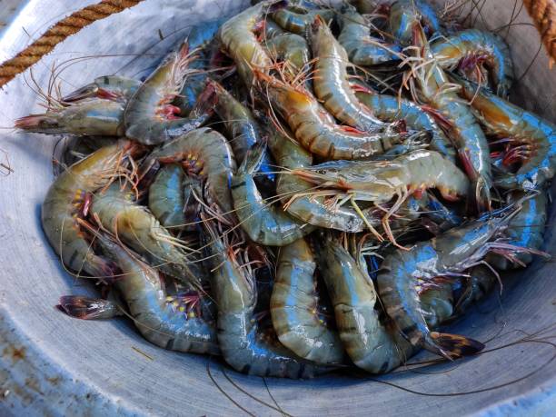 lots of tiger prawn in a pot for sale HD lots of tiger prawn in a pot for sale HD food state preparation shrimp prepared shrimp stock pictures, royalty-free photos & images