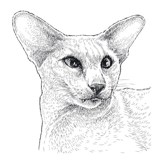 istock Sketch portrait of purebred cat sphynx 1414770701