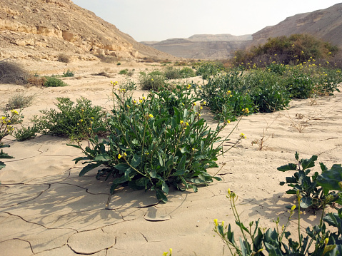 Pilosella scouleri - desert plant at Wadi Degla Protectorate