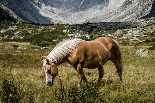 A sorrel horse with black mane and tail gallops across an open arena. Horse training without rider.