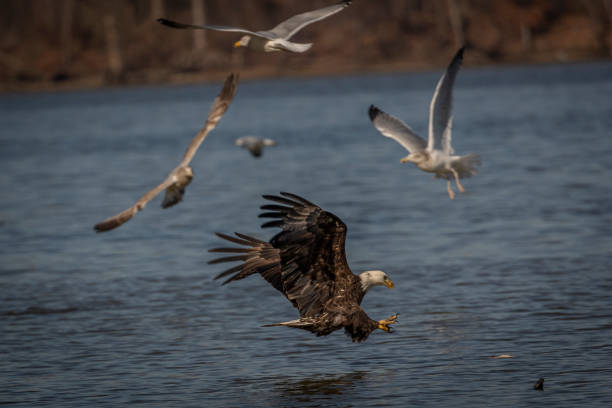 istock Bald Eagle Fishing on Pohick Bay In Virginia 1414772962