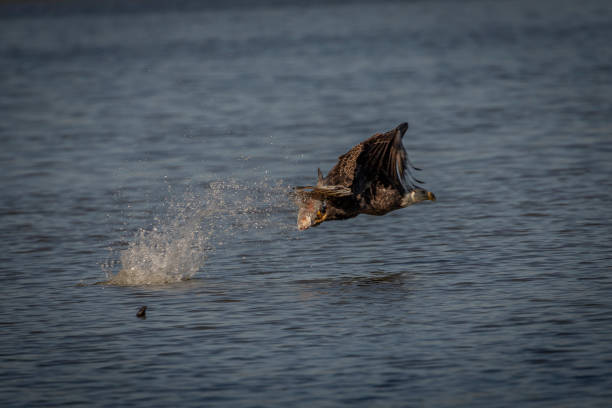 istock Bald Eagle Fishing on Pohick Bay in Virginia 1414772991