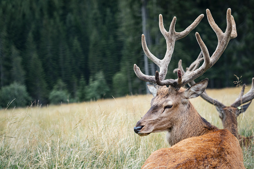 Majestic male deer lying in the grass of a field in the mountains. Wild animals, wildlife protection and hunting trophies. Portrait of ruminant with large horns.