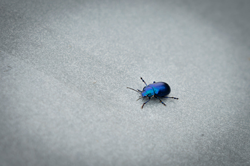 Little blue beetle walks on a metal surface. Six-legged insect with antennae. Natural wonders.