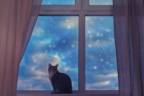 istock Cat pet sits by the snowy window with clouds flying in the blue sky 1414774246