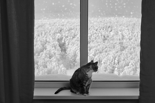 A cat looking in winter window with trees in the snow. Pet on the window sill with snowfall behind the glass