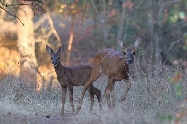 istock Roe deer mum and fawn. 1414775753
