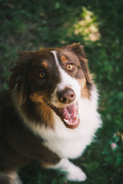 istock Cute australian shepherd dog posing at camera. 1414776477