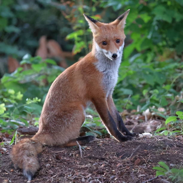 istock Young fox in my garden 1414776594