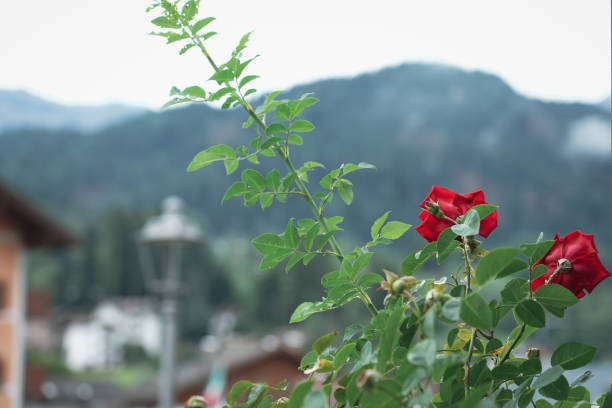 Red roses in the mountains.