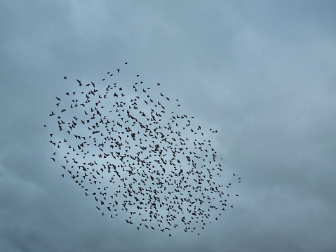 A large flock of starlings forming a black oval circle in the sky called black sun