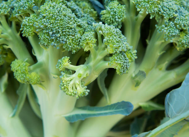 istock broccoli stem close up, stem fragment and greenery 1414777836