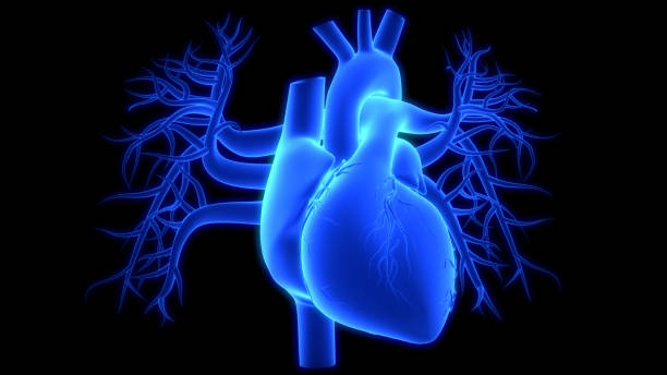 istock Human Circulatory System Heart Anatomy 1414778294