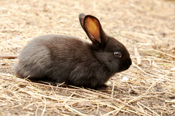 istock A small black rabbit sits on straw in the sun 1414778460