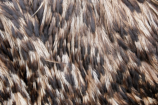 Background texture of brown ostrich feathers. Abstract animals backgrounds