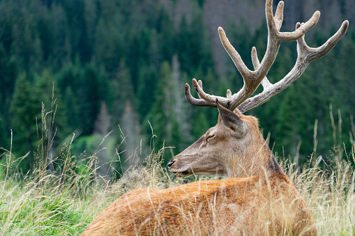 Male deer lying in the grass with eyes closed. Wild animals, wildlife protection and mountain nature. Portrait of ruminant with large horns.