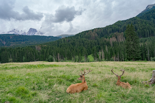 Two adult deer with long horns sit in the middle of the field and admire the valley. Wild animals in the mountains.
