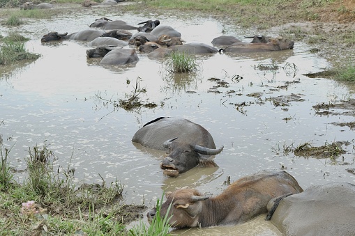There are lots of buffalos swimming in the puddle