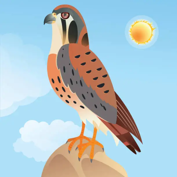 Vector illustration of American kestrel (Falco Sparverius)