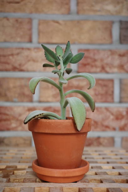 istock A Succulent with red point in the flower pot 1414786126