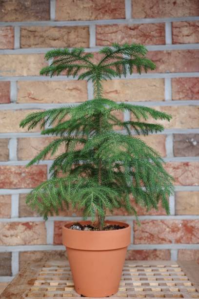 The araucaria in the brown pot In this picture, there is an araucaria in the brown pot araucaria heterophylla stock pictures, royalty-free photos & images