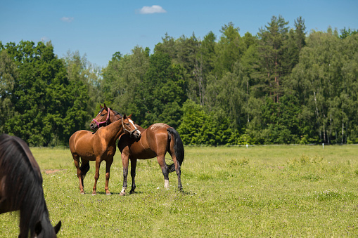 Polo ponies with roached mane and forelock