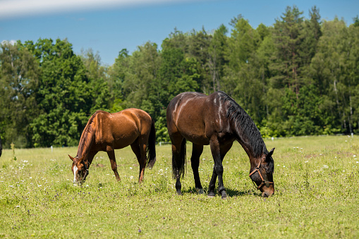 Banner. Horses graze on the farm in the fresh air. Beautiful summer landscape with pets.