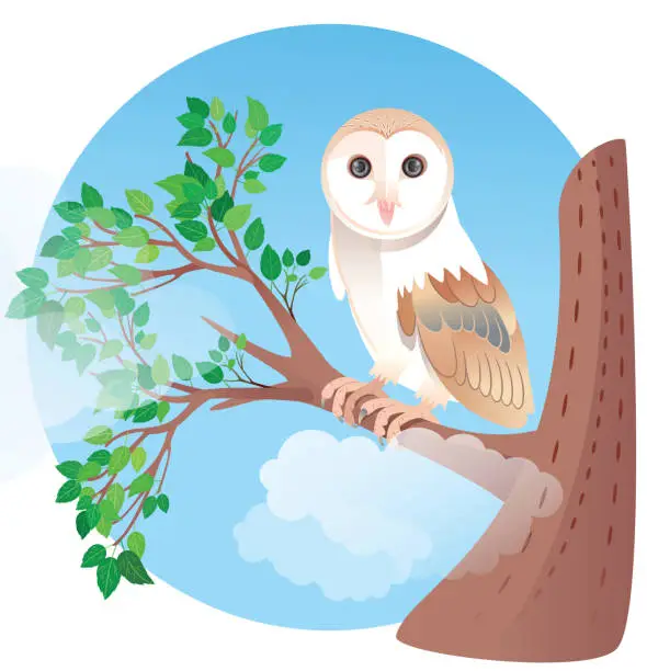 Vector illustration of Barn Owl (Tyto Alba)