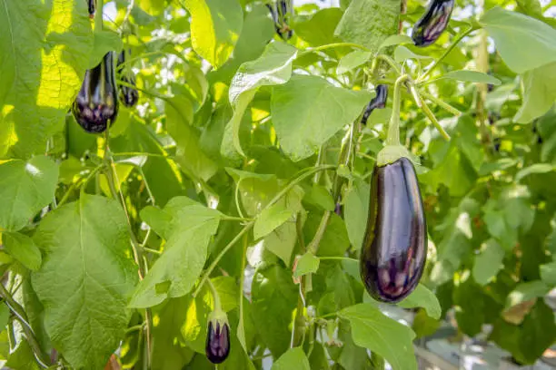 Close-up of ripening very dark purple aubergines growing on a plant in the greenhouse of a specialized aubergine nursery in the Netherlands.