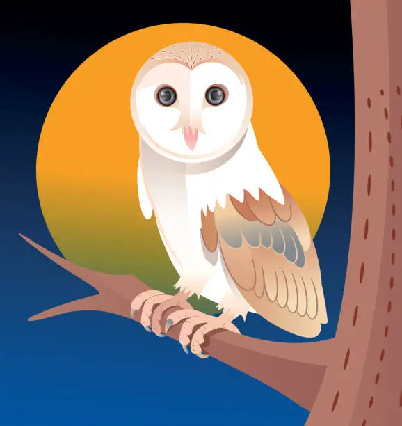 Vector illustration of Barn Owl (Tyto Alba)