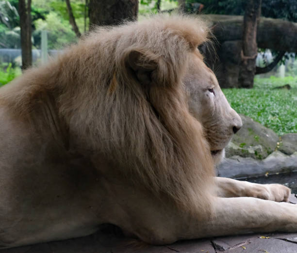 Gloomy expression of male white lion captivated in a zoo Gloomy expression of male white lion behind the thick glass in a zoo. white lion in the zoo stock pictures, royalty-free photos & images