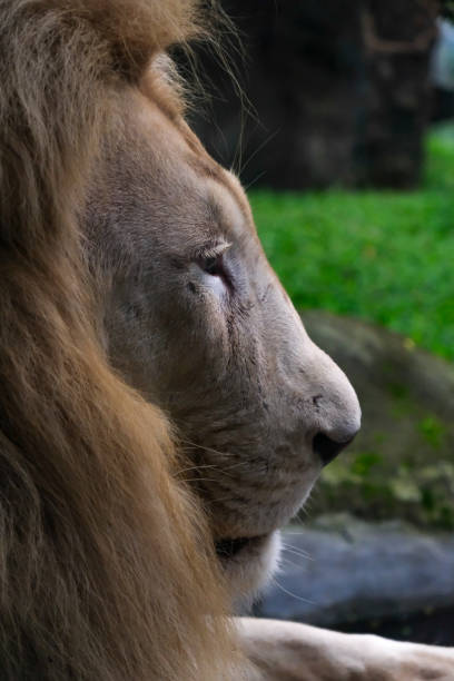 Gloomy expression of male white lion captivated in a zoo Gloomy expression of male white lion behind the thick glass in a zoo. white lion in the zoo stock pictures, royalty-free photos & images