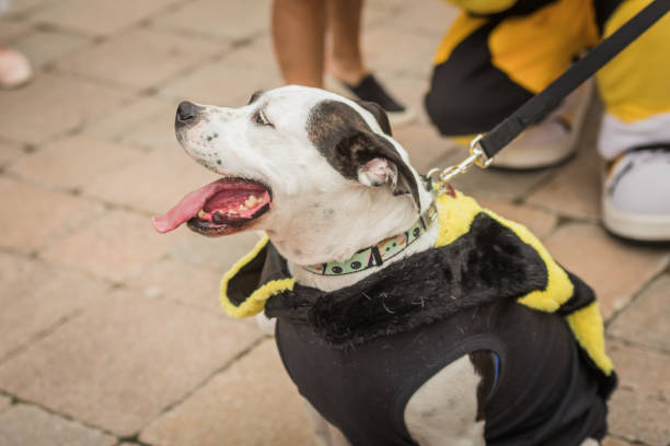istock happy dog dressed like a bee 1414788064