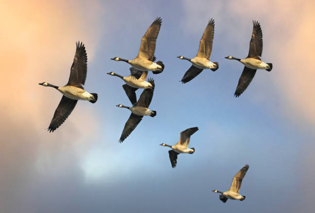 Flock of Canada Geese Flying in V Formation Flock of Canada Geese Flying in V Formation birds flying in sky stock pictures, royalty-free photos & images
